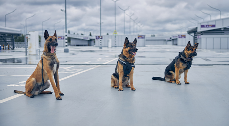 Everything You Need to Know About Security Dogs and Canine Security